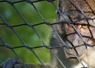 Fechtendes Flachkabel-Nettonetz kleines Vogel-Metalldraht-Seil-Mesh Monkey Enclosure Ss Zoos