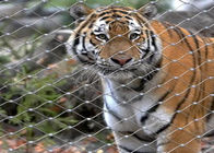 Edelstahl-Zoo Mesh Enclosure Netting 7x19 Tiger Metal 1.2mm X neigen geformt