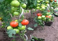 Ökostrom beschichtete 6.5mm Tomaten-Spiralen-Stangen
