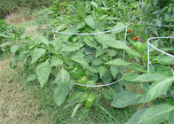 42 in der 8 Messgerät-Draht-Tomatenpflanze-Unterstützung für Garten
